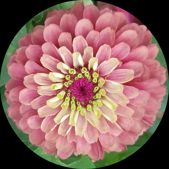 zinnia325